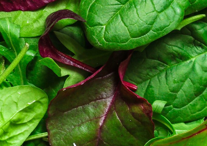 Frische grüne und rote Salatblätter in Nahaufnahme – steht symbolisch für Frischeprodukte und gesunde Lebensmittel in modernen Verpackungsschalen.